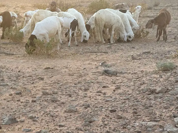 سواكن وبرابر طب وتخير 73