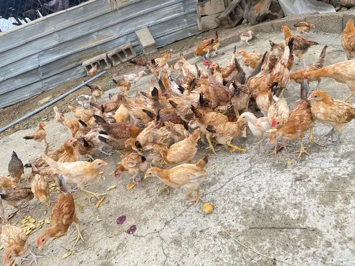 دجاج بلدي للبيععع 28