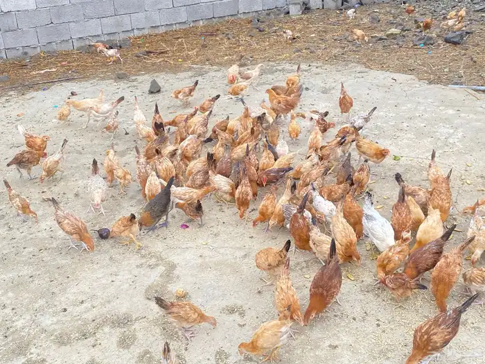 دجاج بلدي للبيععع 12