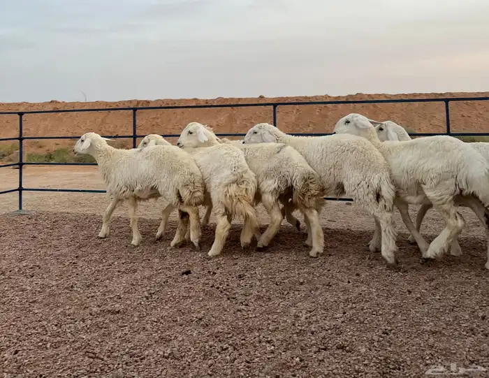 ارخال حريات صنف(تم البيع) 1