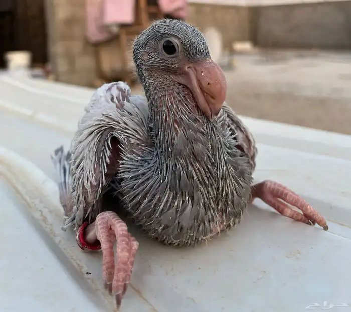 للبيع جوز هومر 3