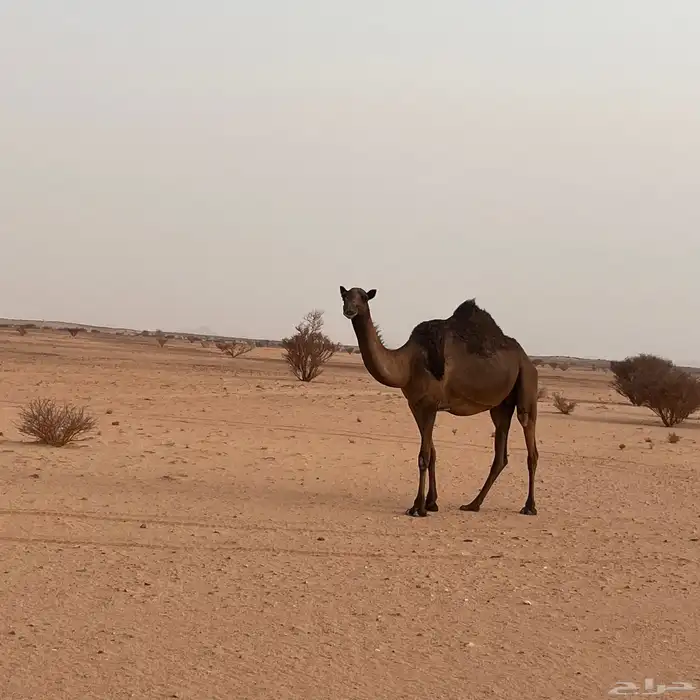 ناقه طيبه ثاني القاح لها 4