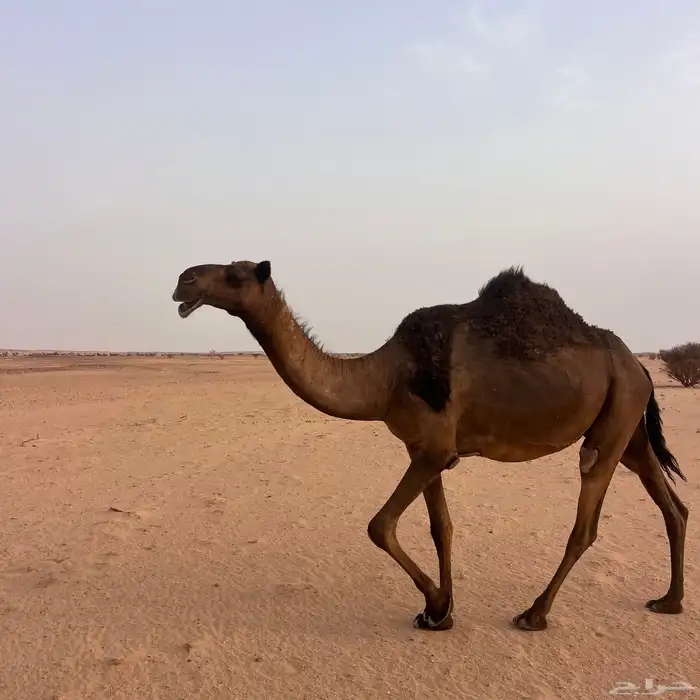 ناقه طيبه ثاني القاح لها 1