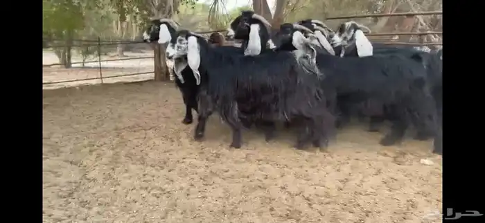 للبيع 9 معزا عوارض بفحلها صنف فاخر جدا جدا 11