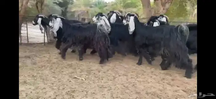 للبيع 9 معزا عوارض بفحلها صنف فاخر جدا جدا 9