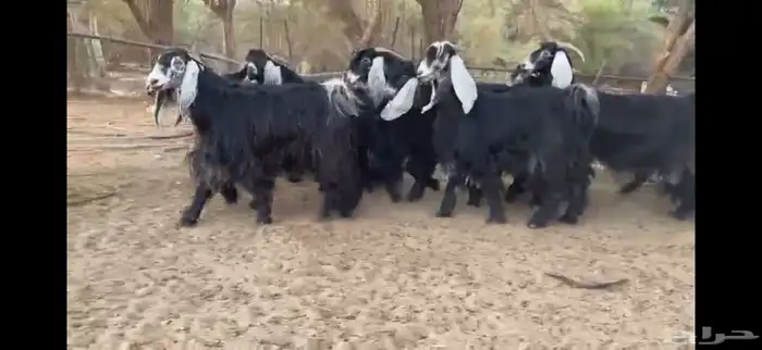 للبيع 9 معزا عوارض بفحلها صنف فاخر جدا جدا 6