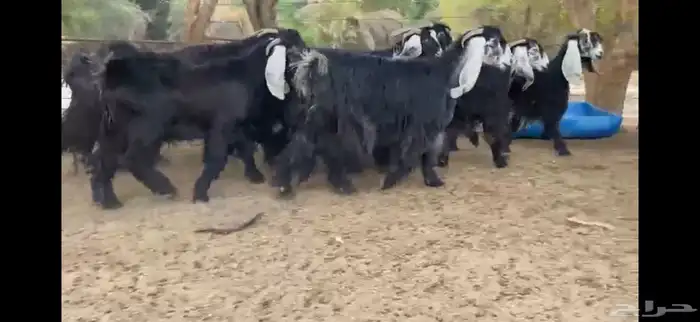 للبيع 9 معزا عوارض بفحلها صنف فاخر جدا جدا 3