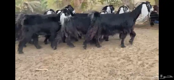 للبيع 9 معزا عوارض بفحلها صنف فاخر جدا جدا 16