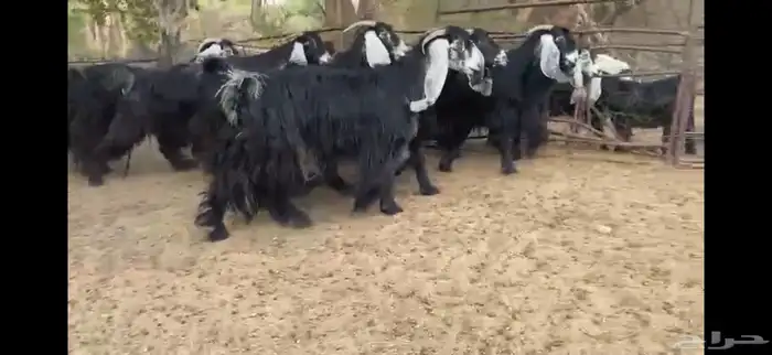 للبيع 9 معزا عوارض بفحلها صنف فاخر جدا جدا 0