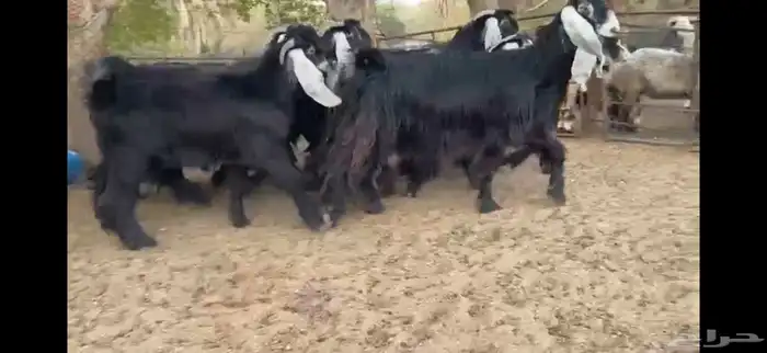 للبيع 9 معزا عوارض بفحلها صنف فاخر جدا جدا 15