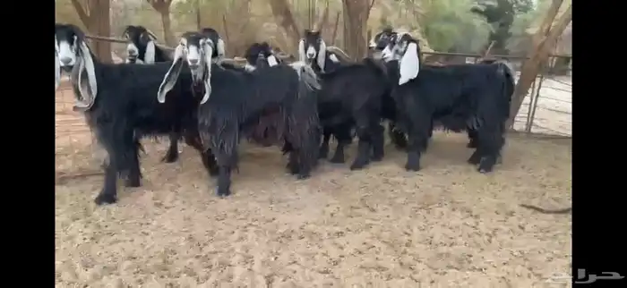 للبيع 9 معزا عوارض بفحلها صنف فاخر جدا جدا 5