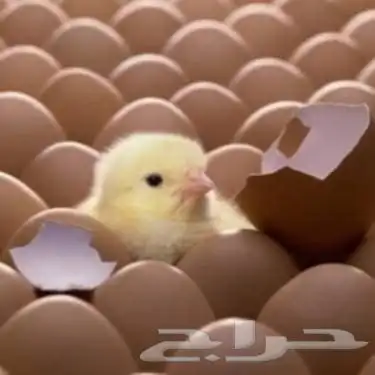 لمشاريع انتاج الصوص اللاحم 0