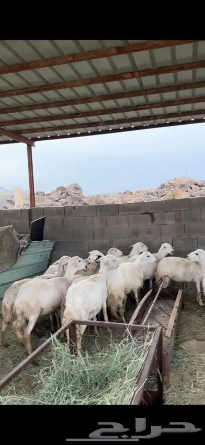 للبيع غنم كفو 2