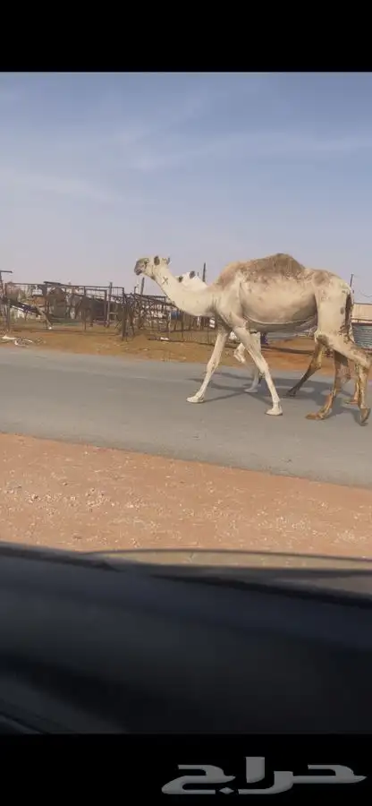 للبيع ضريبه شقحاء كفو سنها شاق معزول عنها بنتها قبل يومين 0