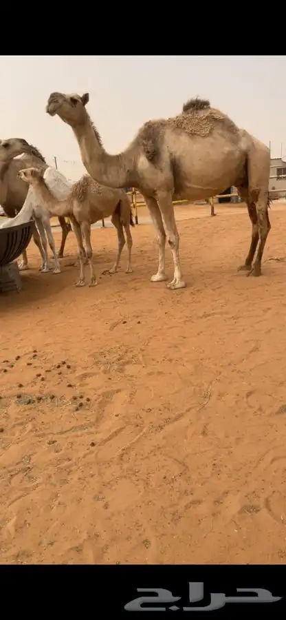 ناقه عشراء معها قعود 1