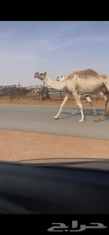 للبيع ضريبه شقحاء كفو سنها شاق معزول عنها بنتها قبل يومين 1