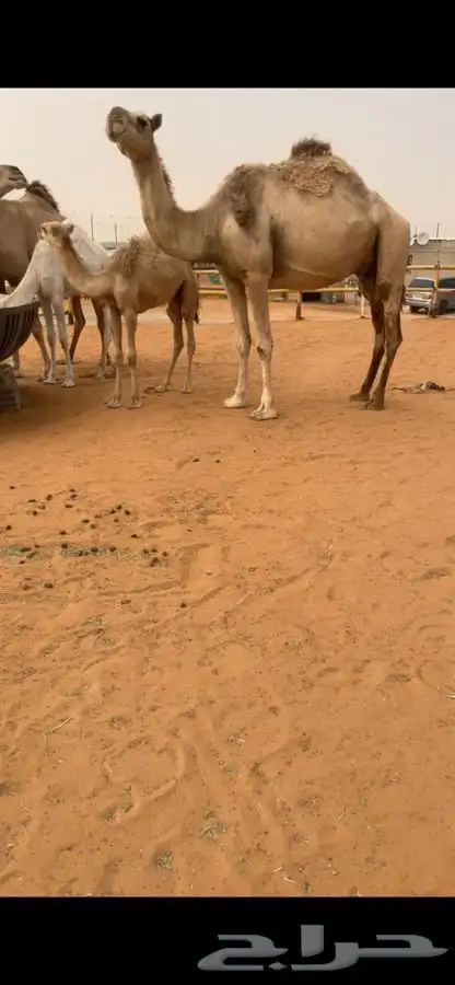 ناقه عشراء معها قعود 0
