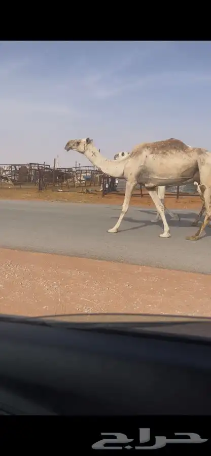 للبيع ضريبه شقحاء كفو سنها شاق معزول عنها بنتها قبل يومين 2
