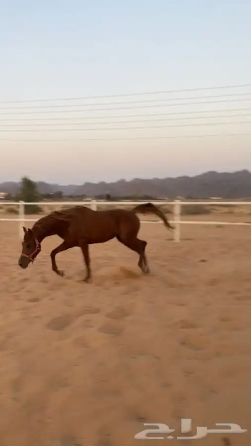 حصان شعبي تمم البيع 1