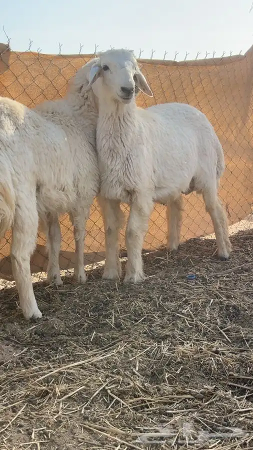 للبيع بهم 0