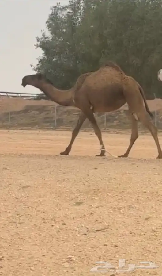 للبيع الصفراء الخفوت 2