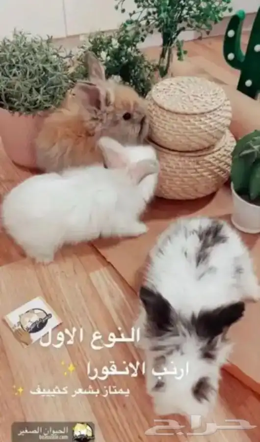 ارانب 1