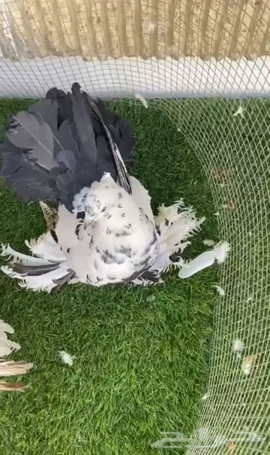 ازواج رقاص هندي فاخره 3