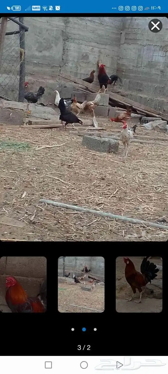 ألف 2