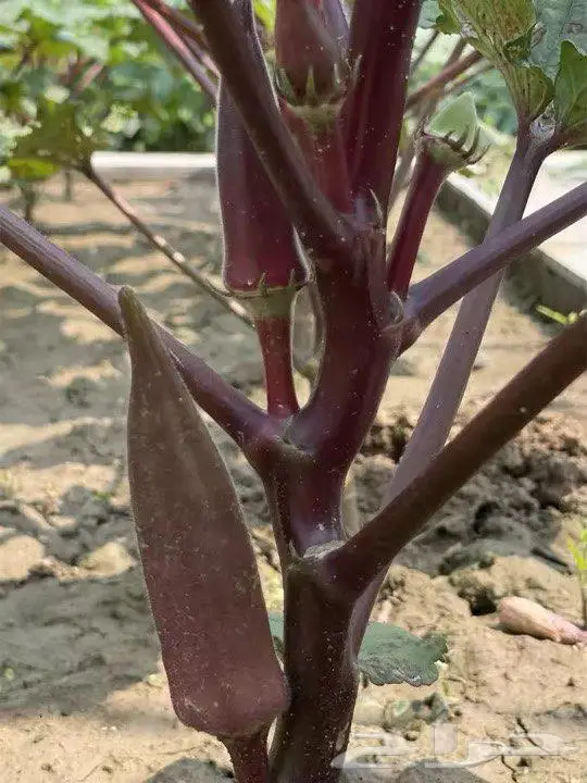 بذور باميا حمرا 1