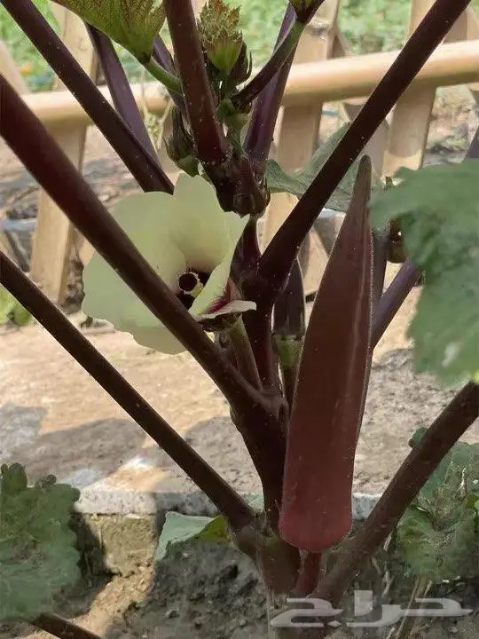 بذور باميا حمرا 0