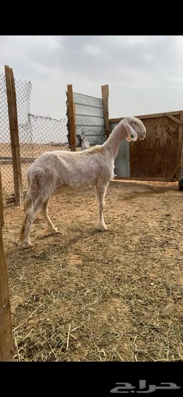 للبيع نجد 5