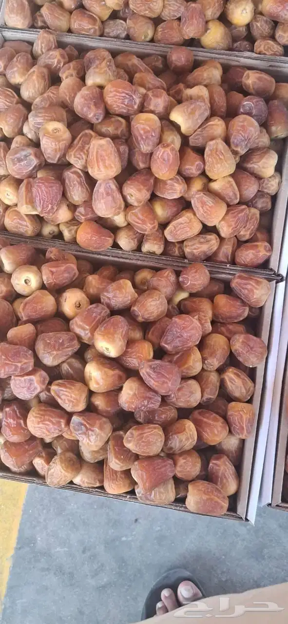 تمور القصيم 8