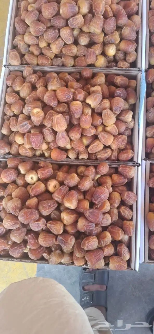 تمور القصيم 7