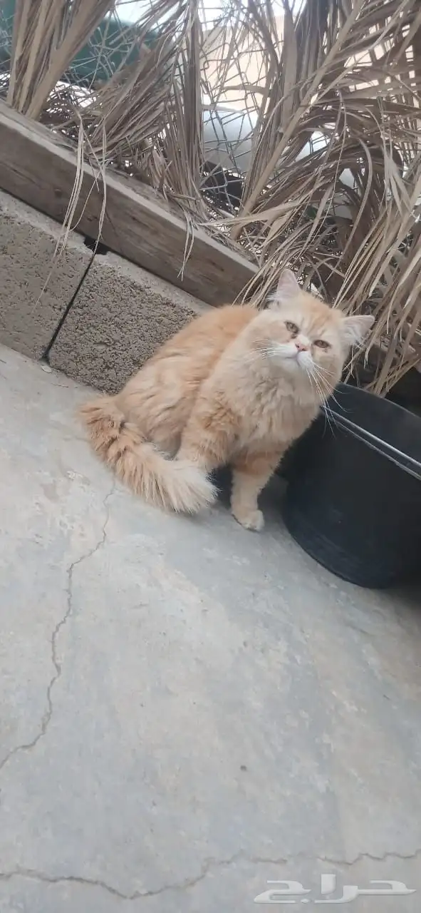 قطط للتبني 0
