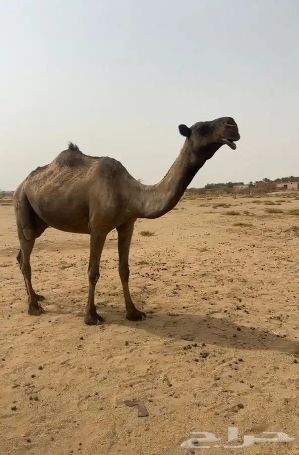 للبيع الصفراء الخفوت 0