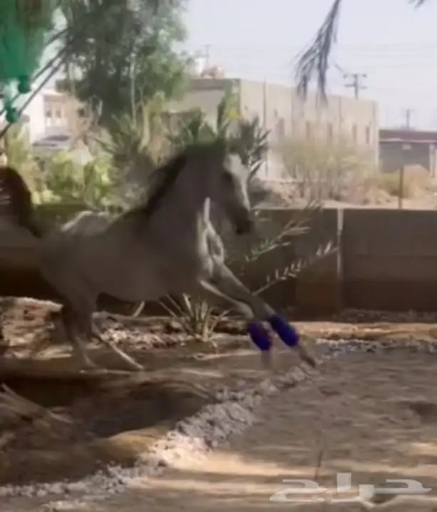 مهر عربي اصيل له مستقبل بإذن الله هيبه كرزما شخصيه قويه 13