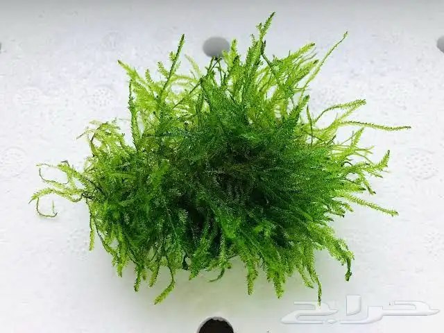 مطلوب نبات جافا موس 0