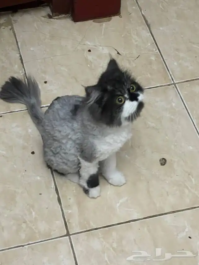 قطه للبيع (هجين راغدول وشيرازي) جميله ونظيفه (محلوق لها ) 3