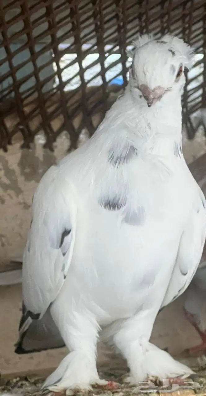 حمام للبيع او للبدل 5