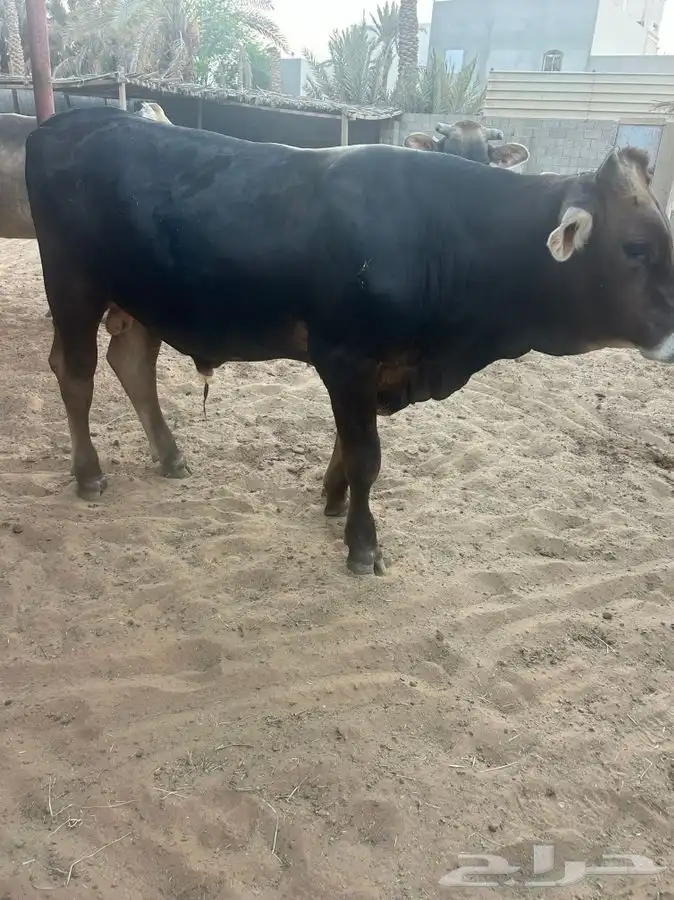 عجل ثور للبيع 0