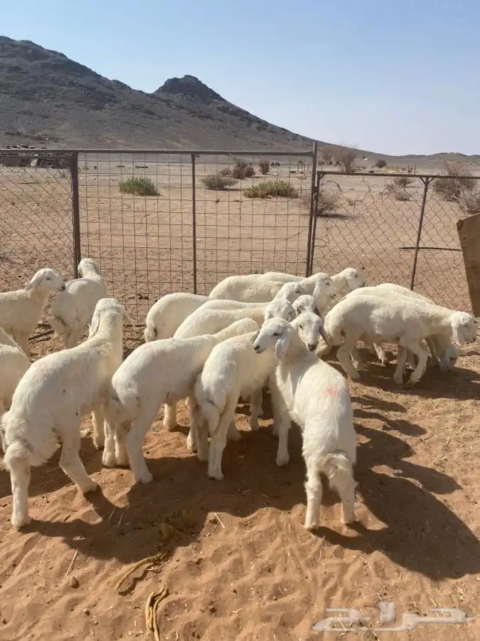 خرفان 0