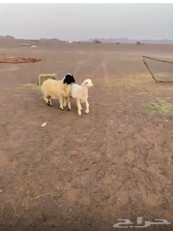للبيع بهم 0