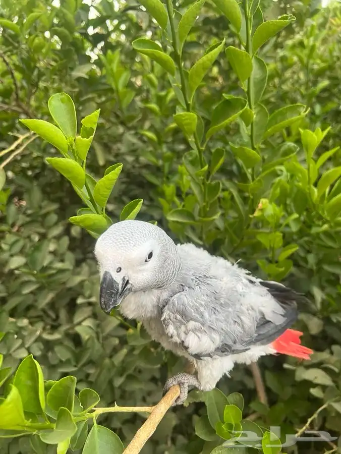 طير كاسكو اليف حبيب العمر قريب من سنتين البيع سمح ح 3
