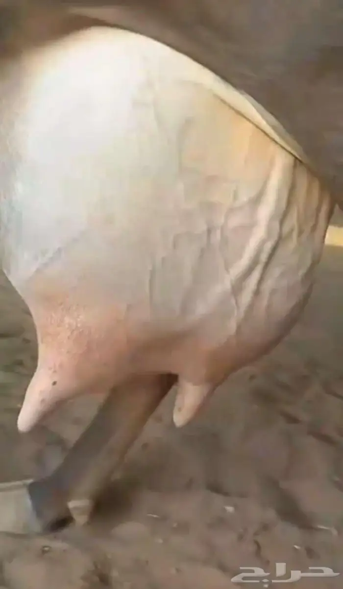 بقره ولد 1