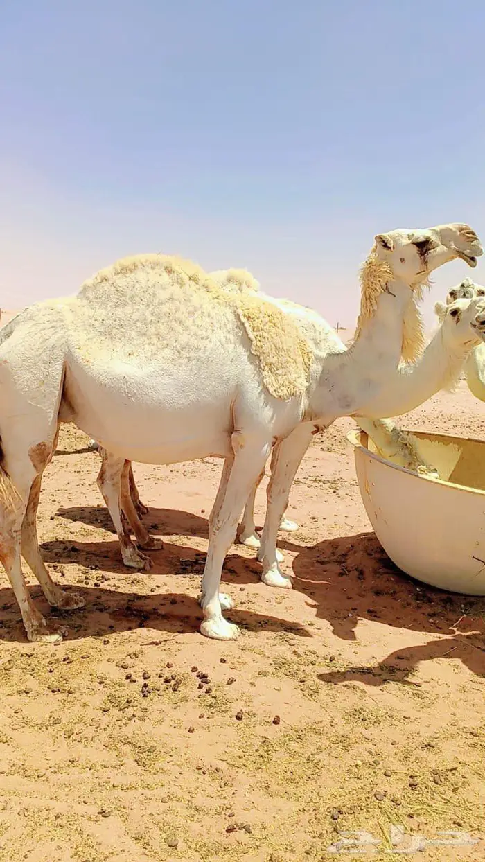 ناقه وضحا مصعد للبيع 0