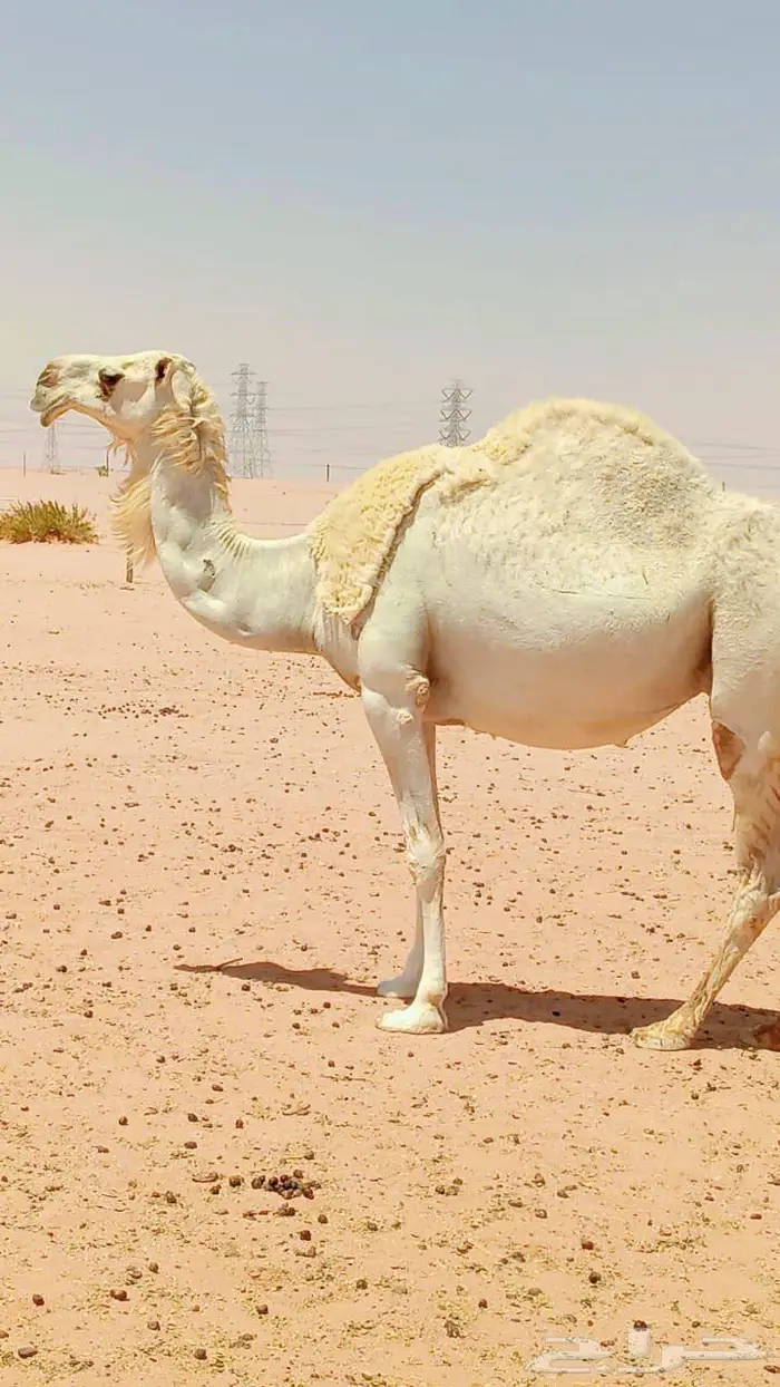 ناقه وضحا مصعد للبيع 1