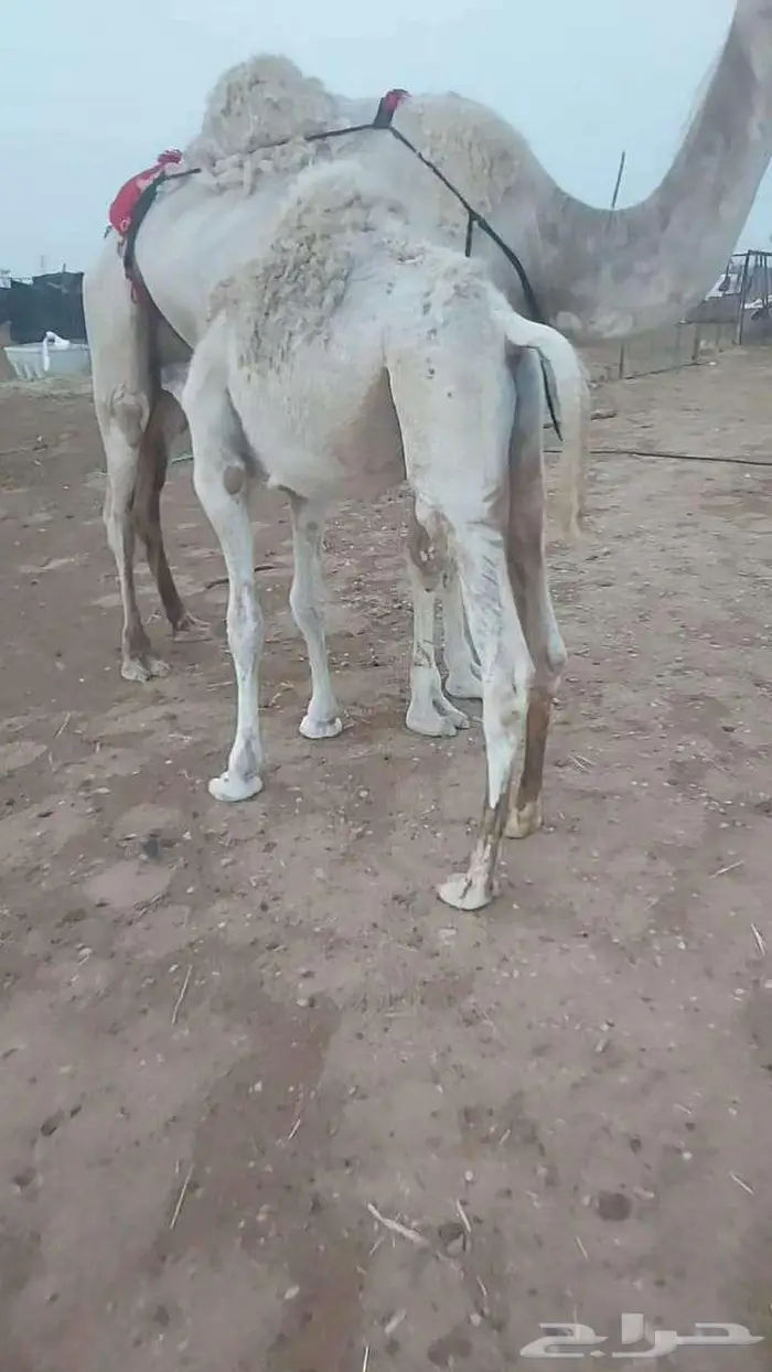بكر ثنيه لقحه وعشرا تحتها قعود 3