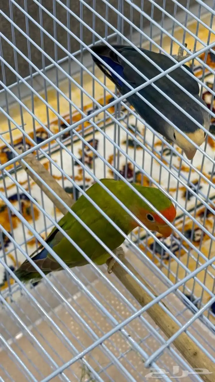 روز منتج 0