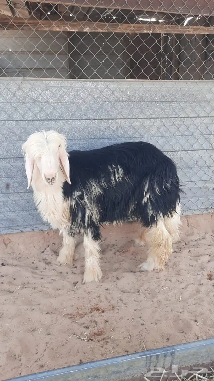 خروف نجدي 1