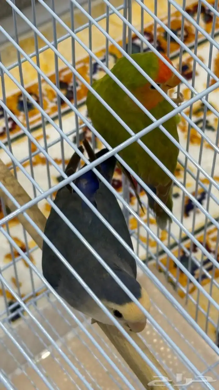روز منتج 1